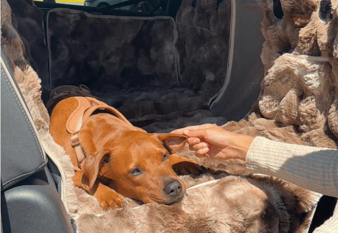 Met je hond in de auto? Dé beste producten en tips voor 2025 (+ korting)