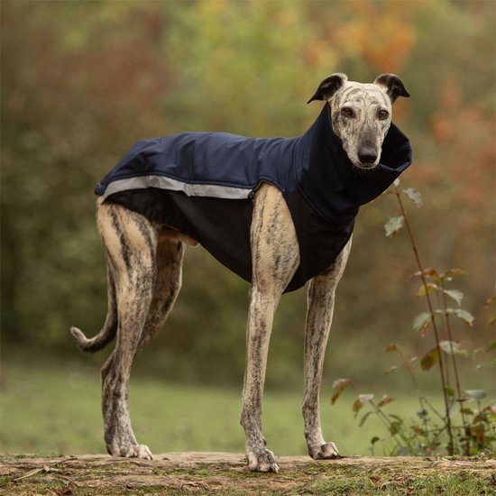 Beste hondenjassen voor verschillenhonden van verschillende rassen dragen elk een andere hondenjas: een chihuahua, beagle, golden retriever en windhond. De jassen verschillen in stijl, kleur en pasvorm per type hond.de rassen
