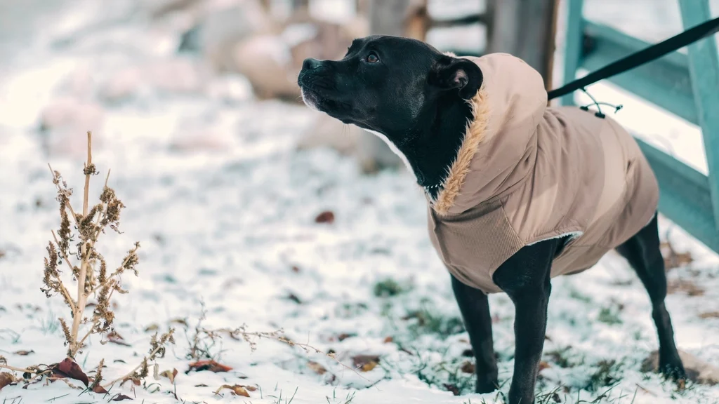 Zwarte hond met beige winterjas en capuchon loopt buiten in de sneeuw
