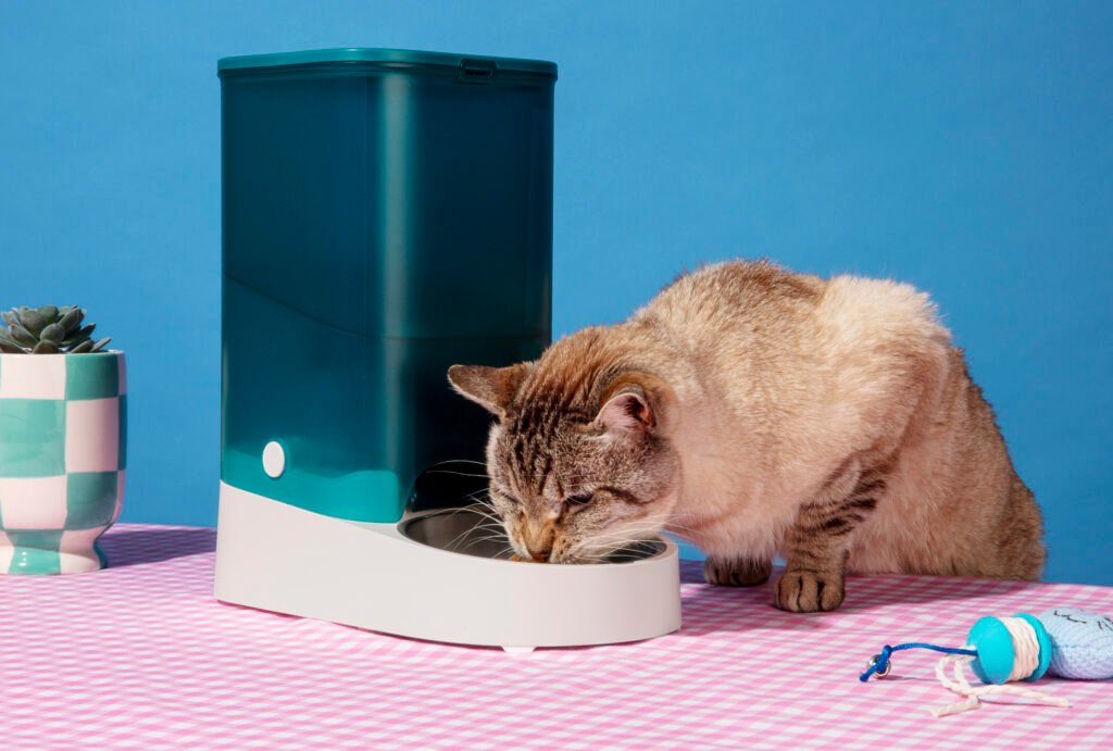 Kat kijkt naar waterbak – waarom een kattenfontein gezonder is